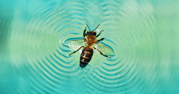 Why can bees only fly over the lake on windy days?