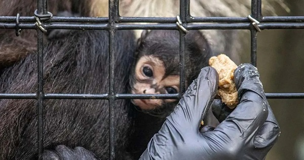 Just born, this adorable spider monkey already has the Batman logo on its face