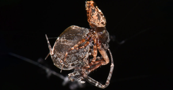 Leaping away to avoid being eaten after mating, male spiders break up with their mates at 3 km/h