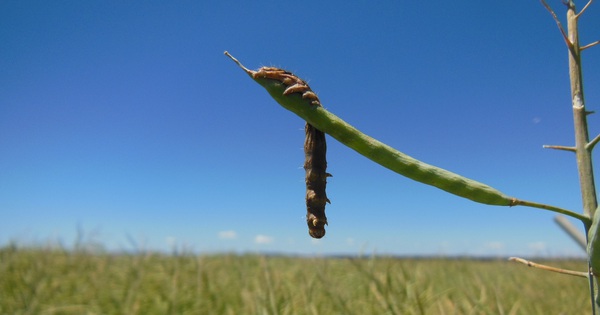 Infected with a zombie virus, the worms climb to the top of the tree to dance, inviting the birds to eat them