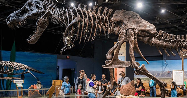 Sold for 731 billion VND, the world’s most complete tyrannosaur skeleton suddenly reappeared