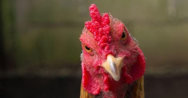Why are hens imitating the crowing of a rooster considered a ‘bad omen’, often killed?