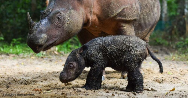 The world has just miraculously welcomed an extremely rare Sumatran rhinoceros
