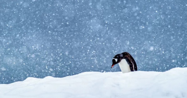 Temperatures and climate change in Antarctica are increasingly worrying