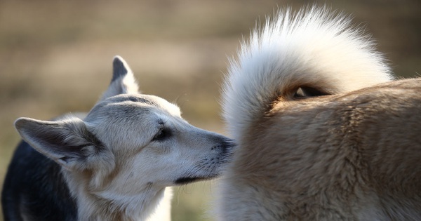 The importance of the tail for dogs in the eyes of science