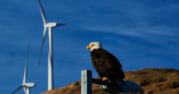 Wind power propeller kills 150 eagles, renewable energy company is fined 8 million USD