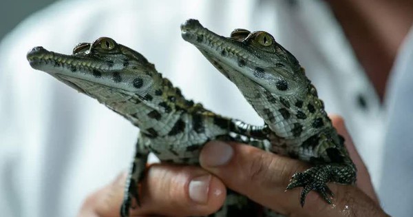 Ugly and often bite people, many species of crocodiles and snakes are being left to go extinct, no one cares to preserve