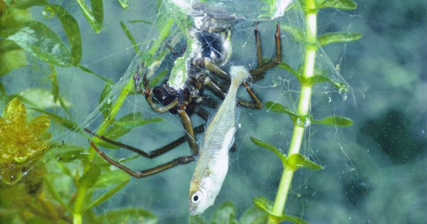 Not living in trees, but preferring to dive into the water, catching fish to eat