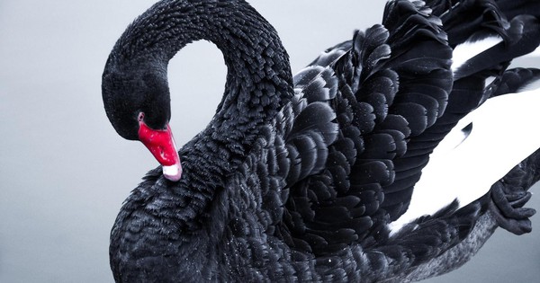 The collapse of Terra Luna and stablecoin TerraUSD is more serious than a Black Swan of the Crypto market