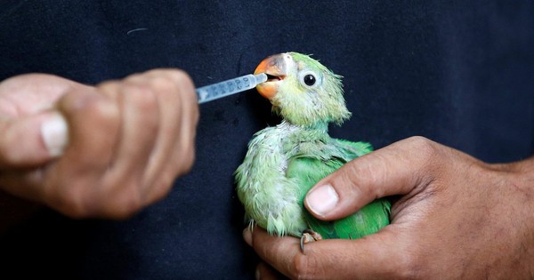 Hanoi is pouring winter in the middle of summer and India has a record hot sun, birds are also falling