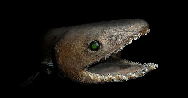 Why are there so many giant creatures in the deep sea?