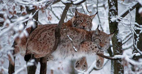 All cats have long tails, so why is the lynx’s tail so short?