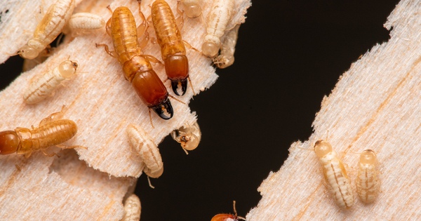 In the termite family, there is a genus that has been adventuring at sea for millions of years