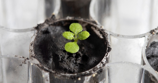 For the first time in history, scientists have successfully grown trees from lunar soil