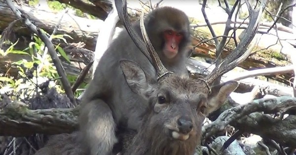Surprisingly, now Japanese monkeys can ride deer!