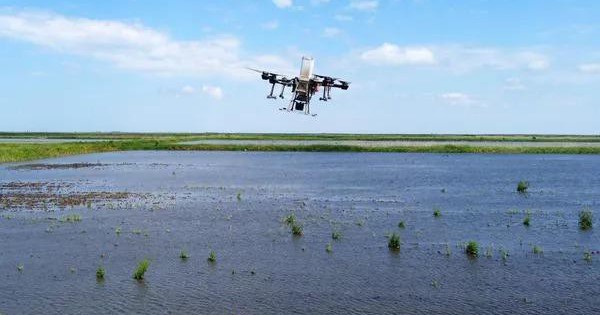 Russian farmers use drones to grow rice