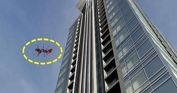 If you drop an ant from the 63rd floor to the ground, will it die?