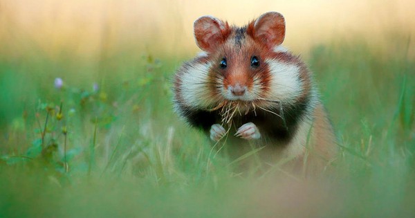 Adorable pictures of wild hamsters will make you flutter all afternoon