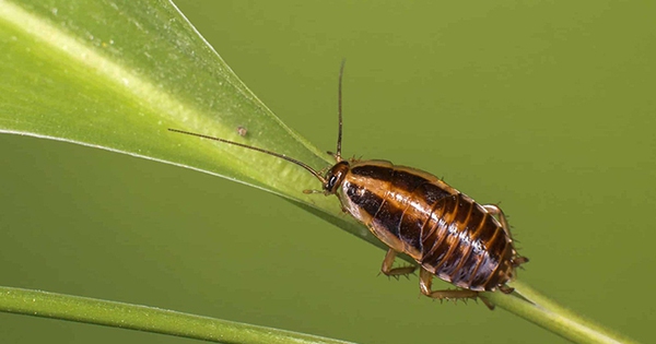 Cockroaches are forming mutations that make them resistant to insect sprays