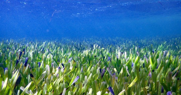 The record for the largest plant in the world has just been broken by a 180 km long seagrass bed