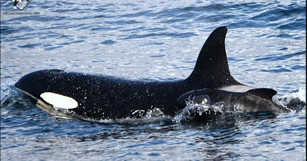 Đàn cá voi sát thủ 'nhận nuôi' con non của loài cá voi 'kẻ thù' khiến các nhà nghiên cứu không hiểu vì sao