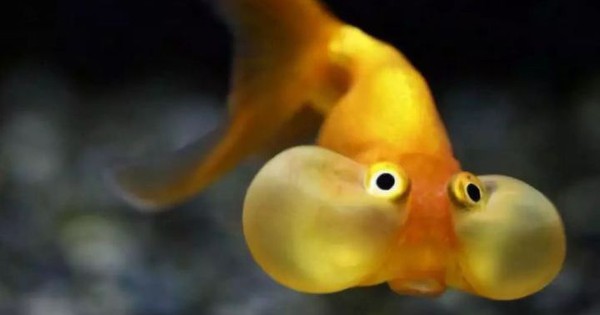 Goldfish, the most pitiful fish on our planet