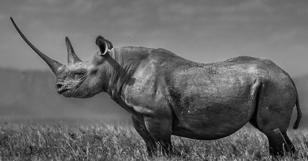Turns out China used to have more rhino species than Africa
