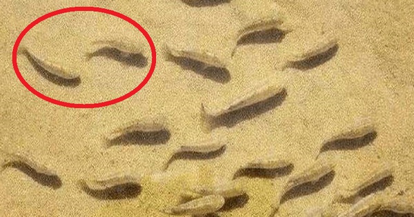Trái ngược với Sahara, sa mạc kỳ dị có cá sống được trong cát: Nguyên nhân là do đâu?