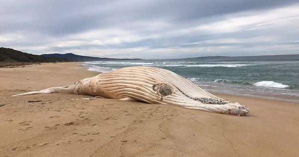 Extremely rare white humpback whale washed up on Australian beach