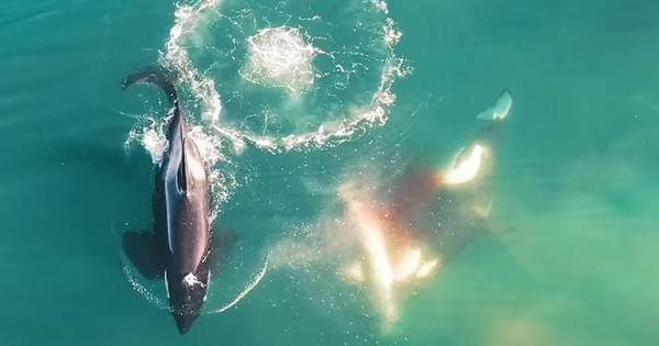 thumbnail - Video hiếm quay cảnh cá voi sát thủ hợp lực tiêu diệt cá mập trắng lớn, khẳng định sức mạnh của chúa tể trị đại dương