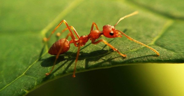 Counting the number of ants currently on Earth, scientists discovered the final number is unbelievable