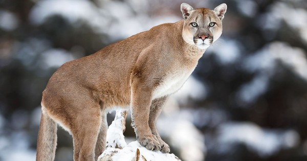 Những sự thật đáng kinh ngạc về loài báo Puma