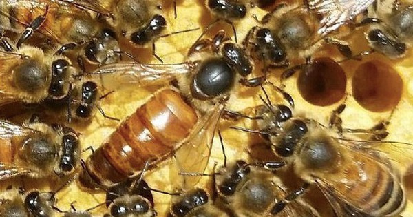 US approves world’s first insect vaccine