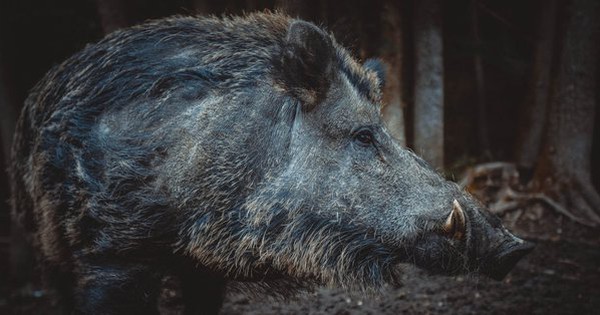 Why did feral pigs cost the US $2.5 billion?