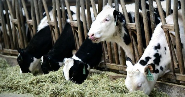 Successful cloning ‘super cow’ can produce 18 tons of milk per year