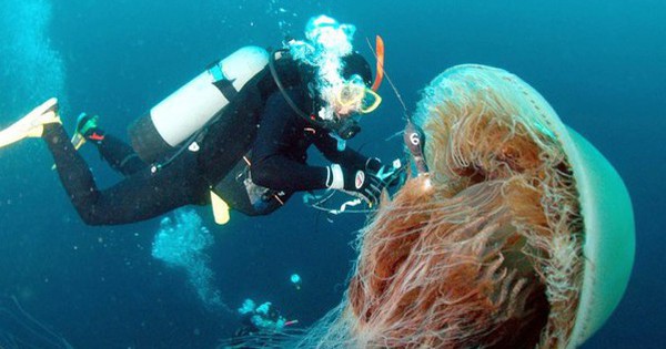 存在すると信じられないような巨大な動物 5 匹