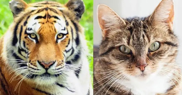 View - Tại sao mèo nhà sở hữu đôi tai nhọn thính nhạy trong khi chúa sơn lâm lại mang đôi tai tròn vo?