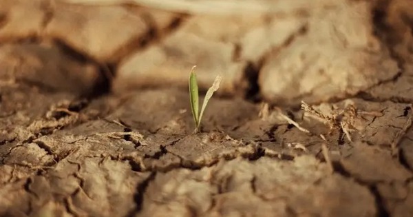 Sử dụng một giống "hóa thạch sống", Trung Quốc biến sa mạc cát thành đất xanh trong 10 tháng