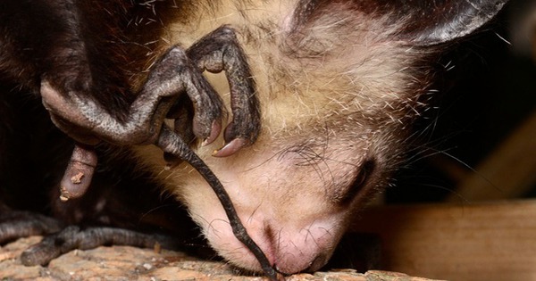 Khỉ Aye-aye, sinh vật kỳ lạ bậc nhất tại Madagascar, loài linh trưởng duy nhất sử dụng định vị bằng tiếng vang để săn mồi