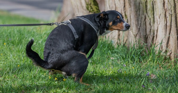Vì sao bò dê vừa đi vừa thải còn chó mèo phải ngồi đúng tư thế khi đi vệ sinh?