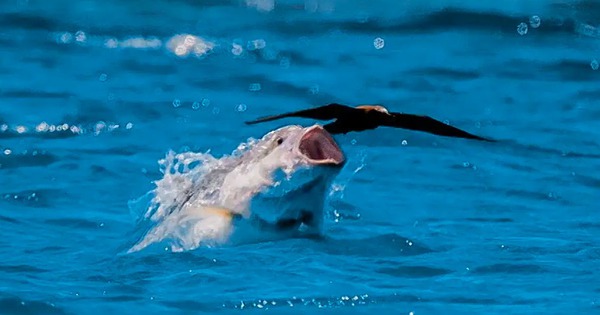 View - Những sát thủ dưới nước lật ngược quy luật tự nhiên khi cá trở thành kẻ săn chim trên bầu trời