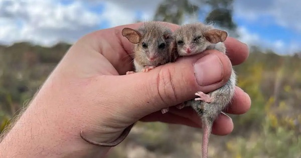 Phát hiện chấn động về loài thú có túi tí hon nhất thế giới: Sự tái xuất đầy bất ngờ sau hai thập kỷ ẩn mình tại Nam Úc