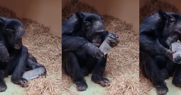 Nghiên cứu về loài tinh tinh tại Tây Ban Nha hé lộ niềm đam mê chung đối với các tinh thể giữa linh trưởng và người