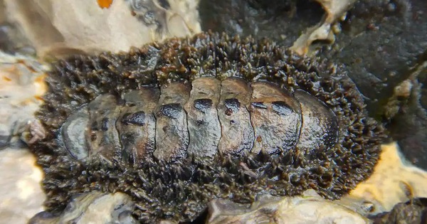 Phát hiện loài hóa thạch sống mang bộ giáp cổ đại 300 triệu năm tại các vùng triều ven biển Hàn Quốc