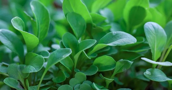 Cải xoong - Loại rau nhỏ bé được vinh danh tốt nhất thế giới, Việt Nam có đầy