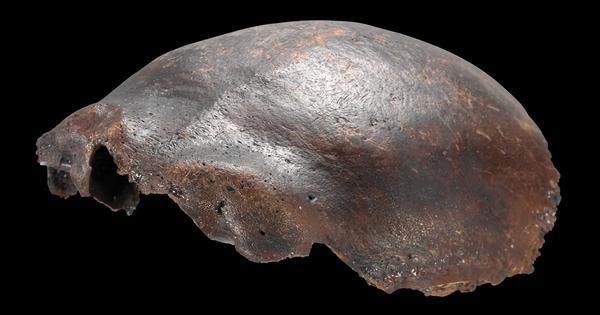 Hộp sọ từng bị nhầm là người lai Neanderthal: Sự thật sau 50 năm