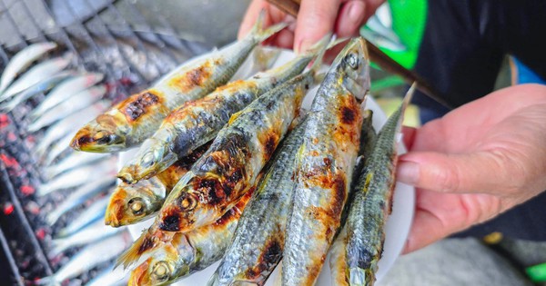 Cá Trích: 'Lộc Biển' Việt Nam Vượt Cá Hồi Về Omega-3, Được Mỹ Đánh Giá Hàng Đầu