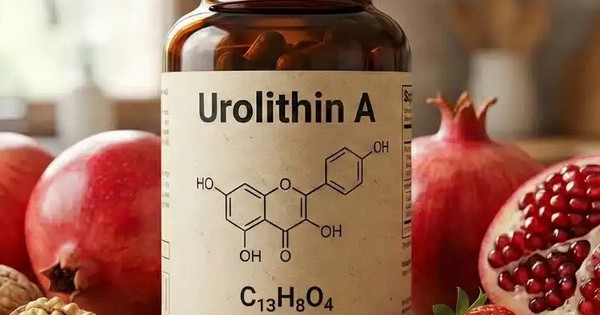 Urolithin A: Hợp chất chống lão hóa có thử nghiệm lâm sàng, tăng 12% sức mạnh cơ bắp