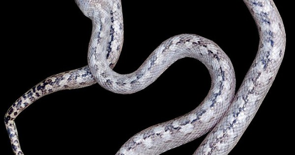 Rắn mắt mèo có thân màu gì ở Madagascar? Đây là loài rắn mới chưa từng được biết đến trước đây?
