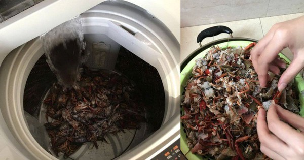 Tin mẹo rửa hải sản bằng máy giặt trên TikTok, cặp vợ chồng gây ra cái chết thương tâm cho 2,5kg tôm hùm đất